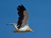 Schmutzgeier (Neophron percnopterus), Fuerteventura, Spanien