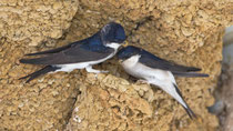 Mehlschwalbe (Delichon urbicum) beim Nestbau, Alentejo, Portugal