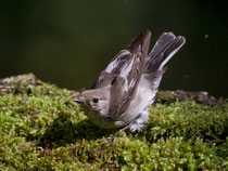 Halsbandschnäpper W (Ficedula albicollis), Hortobagy, Ungarn