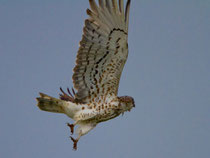 Schlangenadler (Circaetus gallicus), Belen, Extremedura E