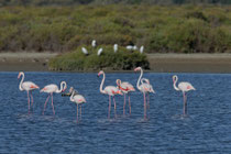 Rosaflamingo (Phoenicopterus ruber), Es Calobrar, Mallorca