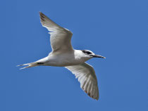 Brandseeschwalbe (Sterna sandvicensis), Ayamonte, Spanien
