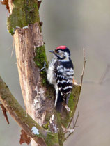 Kleinspecht (Dendrocopus minor), Gippinger Grien