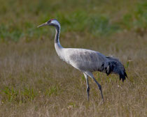 Kranich (Grus grus), Günzer Wiesen, Mecklenburg-Vorpommern