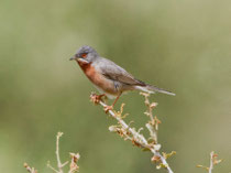 Balkan-Bartgrasmücke (Sylvia cantillans), Lesbos