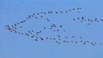 Kurzschnabelgans (Anser brachyrhynchus), Helgoland DE, Trupp mit 110 Vögeln