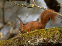 Eichhörnchen (Sciurus vulgaris), Villnachern