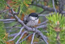 Alpenmeise (Poecile montanus montanus), Alp Buffalora GR