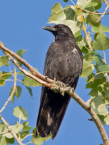 Rabenkrähe (Corvus corone), La Sauge de Cudrefin VD
