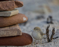 Wüstengrasmücke (Sylvia nana), Helgoland DE