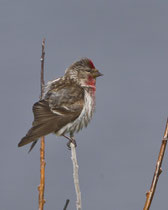 Birkenzeisig (Carduelis flammea), Varanger, Norwegen