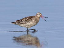 Pfuhlschnepfe (Limosa lapponica), Rheindelta bei Höchst