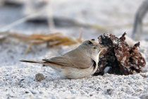 Wüstengrasmücke (Sylvia nana), Helgoland DE