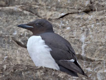 Dickschnabellumme (Uria lomvia), Hornoya/Varanger, Norwegen