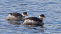 Schwarzhalstaucher (Podiceps nigricollis), Greifensee