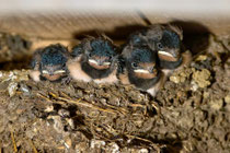 Junge Rauchschwalben im Nest, Villnachern