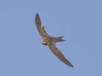 Fahlsegler (Apus pallidus), Brig VS