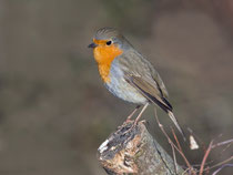 Rotkehlchen (Erithacus rubecula), Klingnauer Stausee