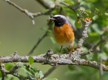 Gartenrotschwanz M (Phoenicurus phoenicurus), Weil am Rhein D
