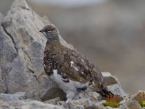 Alpenschneehuhn, Cassonsgrat / Flims