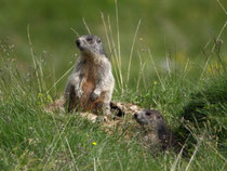 Alpenmurmeltier (Marmota), Ritomsee TI