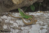 Zauneidechse (Lacerta agilis), Stille Reuss