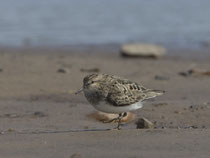 Temminckstrandläufer (Calidris temminckii), Varanger, Norwegen