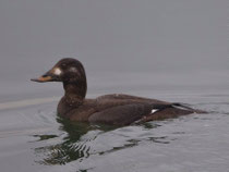 Samtente (Melanitta fusca), Klingnauer Stausee