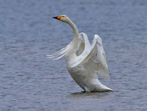 Singschwan (Cygnus cygnus), Klingnauer Stausee AG