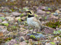 Ohrenlerche (Eremophila alpestris), Varanger, Norwegen