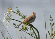 Grauammer (Emberiza calandra), Mertola, Portugal
