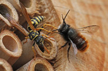 Gehörnte Mauerbiene (Osmia cornuta), im Kampf mit einer Wespe, Villnachern
