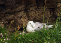 Eissturmvogel (Fulmarus glacialis) Shetland GB