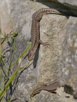 Mauereidechse (Podarcis muralis), Schinznach