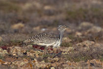 Saharakragentrappe (Chlamydotis undulata), Fuerteventura, Spanien