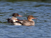 Mittelsäger M und W (Mergus serrator), La Sauge / Cudrefin