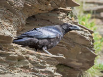 Kolkrabe (Corvus corax), Ekkeroy/Varanger, Norwegen