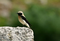 Balkansteinschmätzer, (Oenanthe melanoleuca), Delphi, Griechenland (2009)