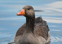 Graugans (Anser anser), Flachsee 