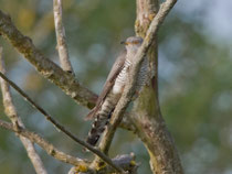 Kuckuck (Cuculus canorus), Petite Camargue Alsacienne