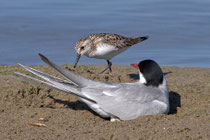 Küstenseeschwalbe (Sterna pardisea), mit Sanderling, La Sauge de Cudrefin, VD