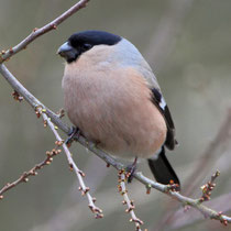 Gimpel (Pyrrhula pyrrhula) W, Klingnauer Stausee