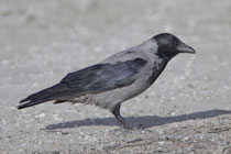 Nebelkrähe (Corvus Cornix), Prerow, Mecklenburg-Vorpommern