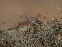 Brillengrasmücke (Sylvia conspicillata) W, Fuerteventura, Spanien