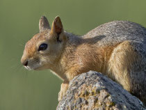 Kaukasisches Eichhörnchen (Sciurus anomalus), Lesbos, Griechenland
