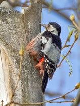 Weissrückenspecht (Dendrocopus leucotos) W, Bialowieza, Polen