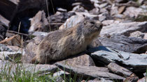 Alpenmurmeltier (Marmota), Ritomsee TI