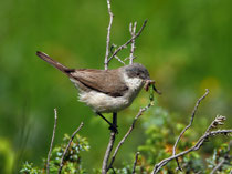 Klappergrasmücke (Sylvia curruca), Pontresina GR