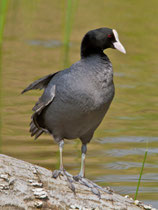 Blässhuhn (Fulica atra), La Sauge de Cudrefin