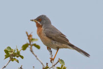 Balkan-Bartgrasmücke (Sylvia cantillans), Lesbos